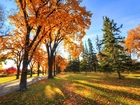 Droga, Drzewa, Liście, Przebijające, Światło, Jesień