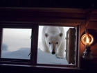 Niedźwiedź Polarny, Okno