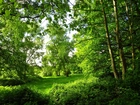 Park, Zielone, Drzewa