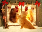 Rudy, Kot, Świąteczne