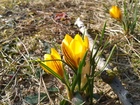 Kwiaty, Wiosna, Żółte, Krokusy