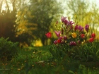 Tulipany, Magnolie, Kwiaty, Wiosna