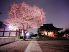 Japonia, Oświetlony, Domek, Kwitnące, Drzewo, Wiśnia, Chodnik, Wieczór