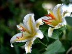 Lilie Tygrysie, Białe, Kwiaty