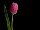 Różowy, Tulipan, Czarne, Tło
