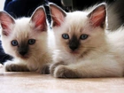 Dwa, Kotki, Niebieskie, Oczy