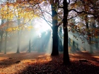 Jesień, Park, Drzewa, Liście, Promienie, Słońca