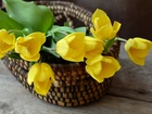 Żółte, Tulipany, Koszyczek