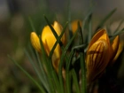 Krokus, Żółty, Kwiat