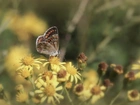 Motyl, Żółte, Kwiaty