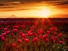 Zachód słońca, Promienie, Mgła, Tulipany