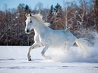 Biały Koń, Zima, Las