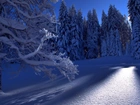 Zima, Przebijająca Światło, Drzewa