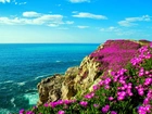 Wybrzeże, Skały, Fioletowe, Kwiaty, Wiosna