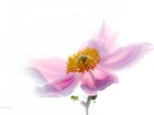 Zawilec Japoński, Kwiat, Różowy