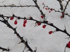 Śnieg, Krzew, Kolce, Czerwone, Owoce