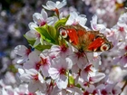 Wiosna, Kwiaty, Drzewo Owocowe, Motyl, Rusałka, Pawik