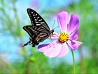Kwiat, Kosmea, Motyl