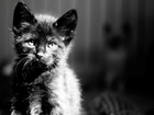 Kot, Kotek, Zdjęcie, Czarno-Białe
