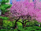 Kwitnące, Drzewa, Park