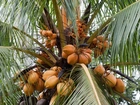 Palma, Kokosy