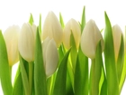 Białe, Tulipany