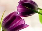 Kwiaty, Tulipany, Fioletowe