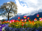 Kolorowe, Tulipany, Drzewo, Góry