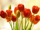 Czerwone, Tulipany, Kwiaty