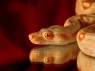 Wąż, Albinos, Pyton