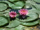 Przyroda, Kwiaty, Lilie wodne