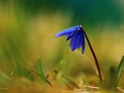 Cebulica Syberyjska, Niebieski, Kwiat, Wiosna