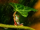 Żabka, Liść, Deszcz