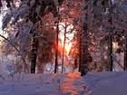 Zima, Śnieg, Las, Drzewa, Zachód, Słońca, Blask