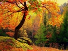 Jesień, Drzewa, Rośliny