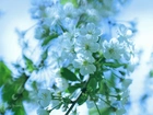 Białe, Kwiaty, Drzewo, Owocowe