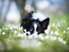 Pies, Łąka, Kwiaty