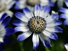 Biało, Niebieskie, Kwiaty