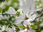 Magnolia, Kwiaty, Gałązka, Wiosna
