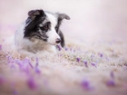 Pies, Border Collie, Kwiaty