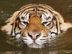 Tygrys, Głowa, Woda