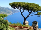 Morze, Drzewo, Amalfi, Włochy