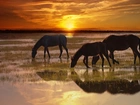Konie, Rzeka, Zachód, Słońca