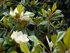 Magnolia, Biała, Krzew