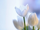 Tulipany, Białe, Kwiaty