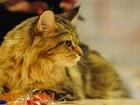 Rudy, Maine Coon