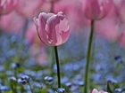 Makro, Różowe, Tulipany