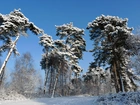 Zima, Śnieg, Las, Drzewa