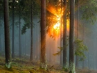 Las, Mgła, Promienie Słońca