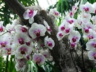 Biało, Różowy, Storczyk, Orchidea